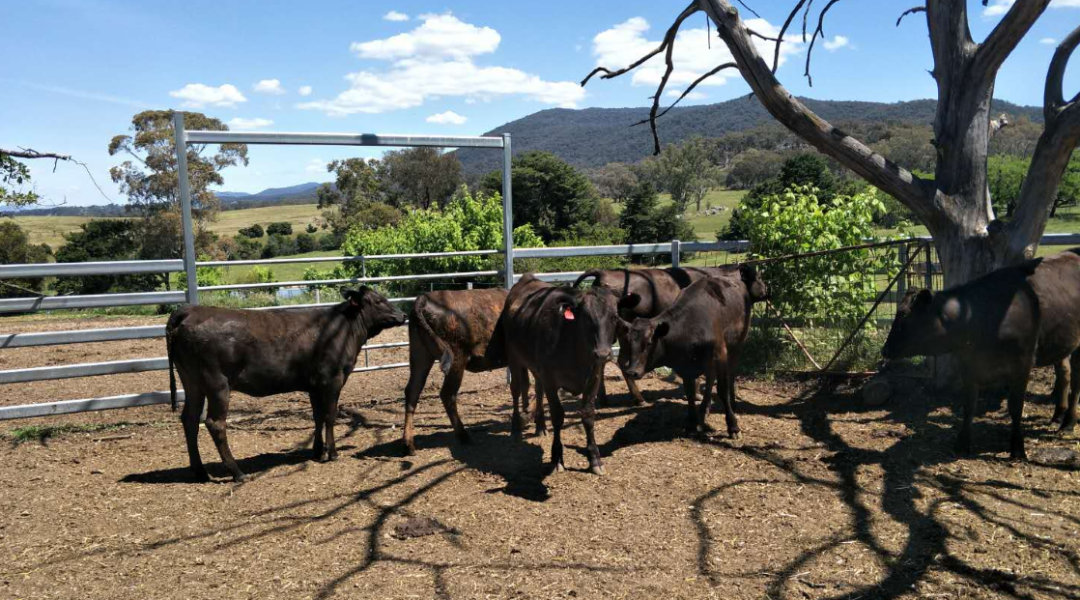 牛业课堂 |澳大利亚肉牛业发展图鉴