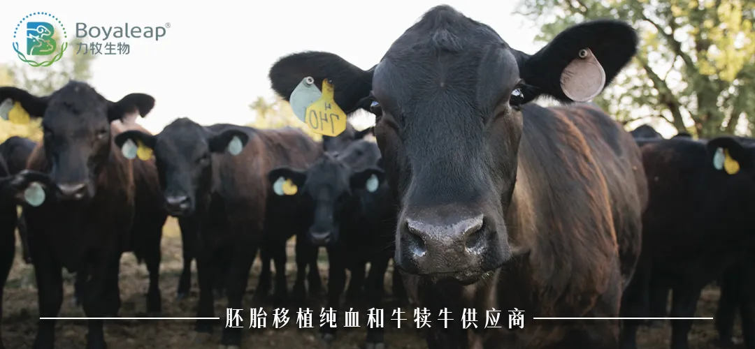 博裕力牧