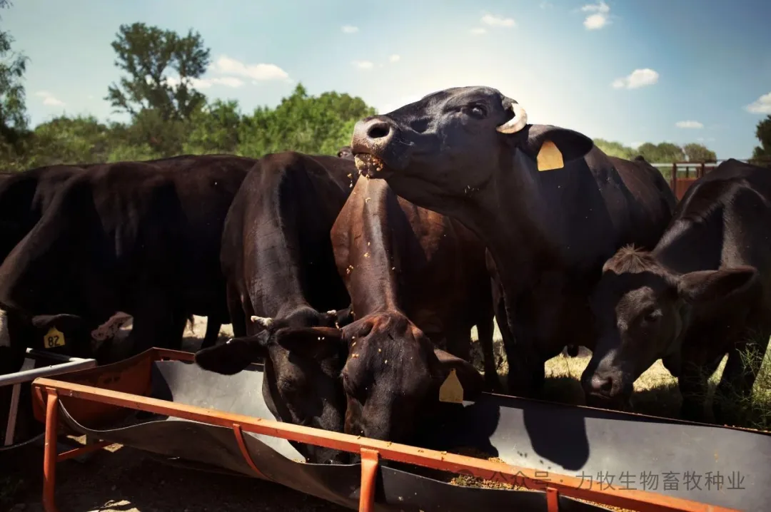 和牛育肥丨和牛养殖颠覆传统！25个月出栏的雪花肉密码