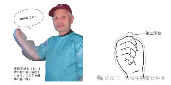 和牛繁育丨和牛犊牛接产助力，守护新生的 “神之手”