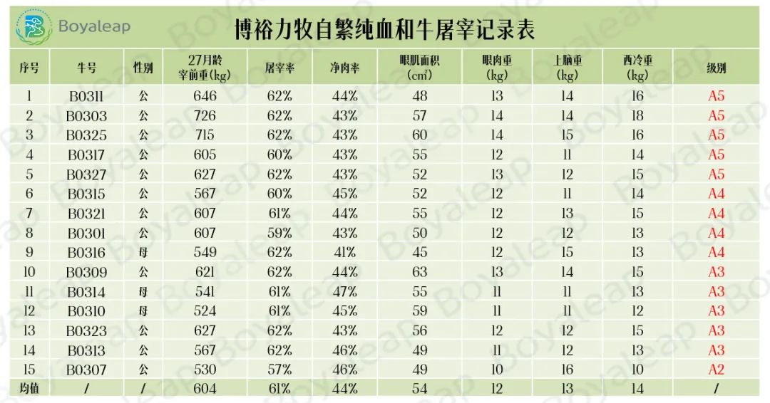 血统纯正科学饲喂 力牧生物纯血和牛数据全跟踪