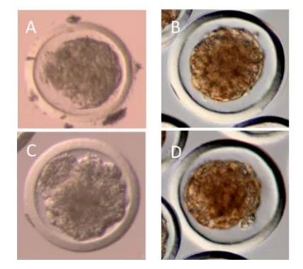 技术科普丨牛体外胚胎分级指南